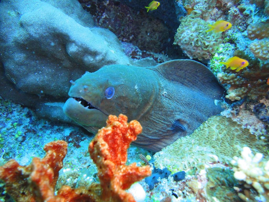 Chill Holidays Maldives Maamigili Zewnętrze zdjęcie