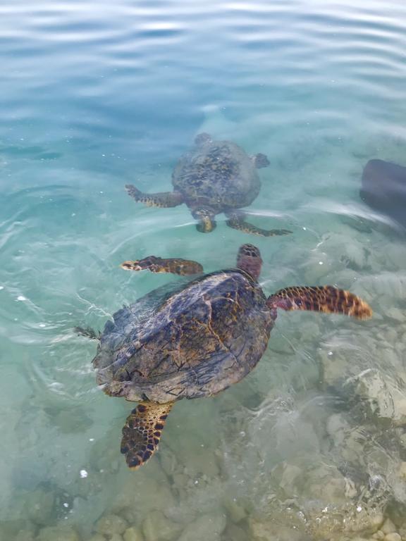 Chill Holidays Maldives Maamigili Zewnętrze zdjęcie