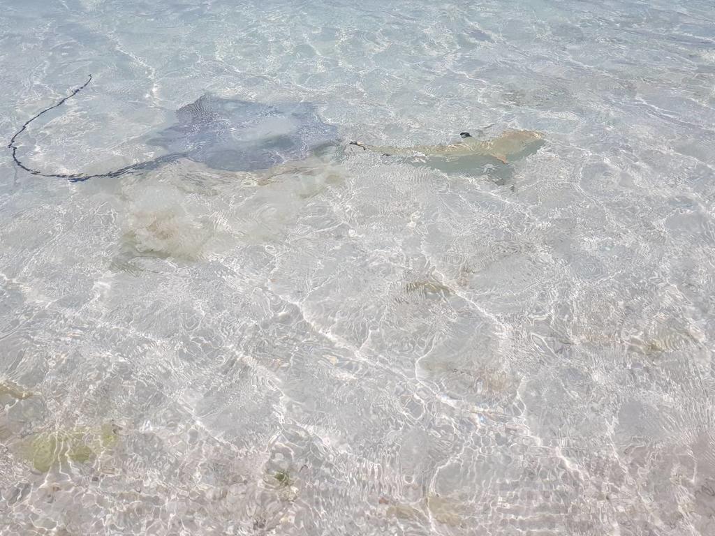Chill Holidays Maldives Maamigili Zewnętrze zdjęcie