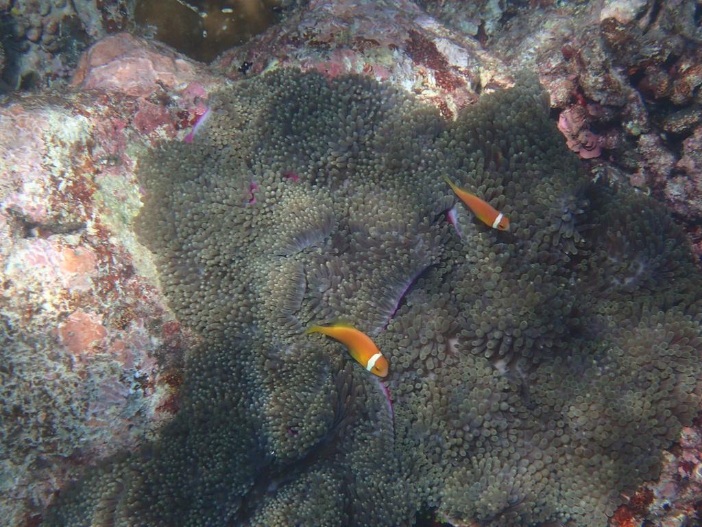 Chill Holidays Maldives Maamigili Zewnętrze zdjęcie